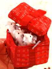 T2218 Mice in Box